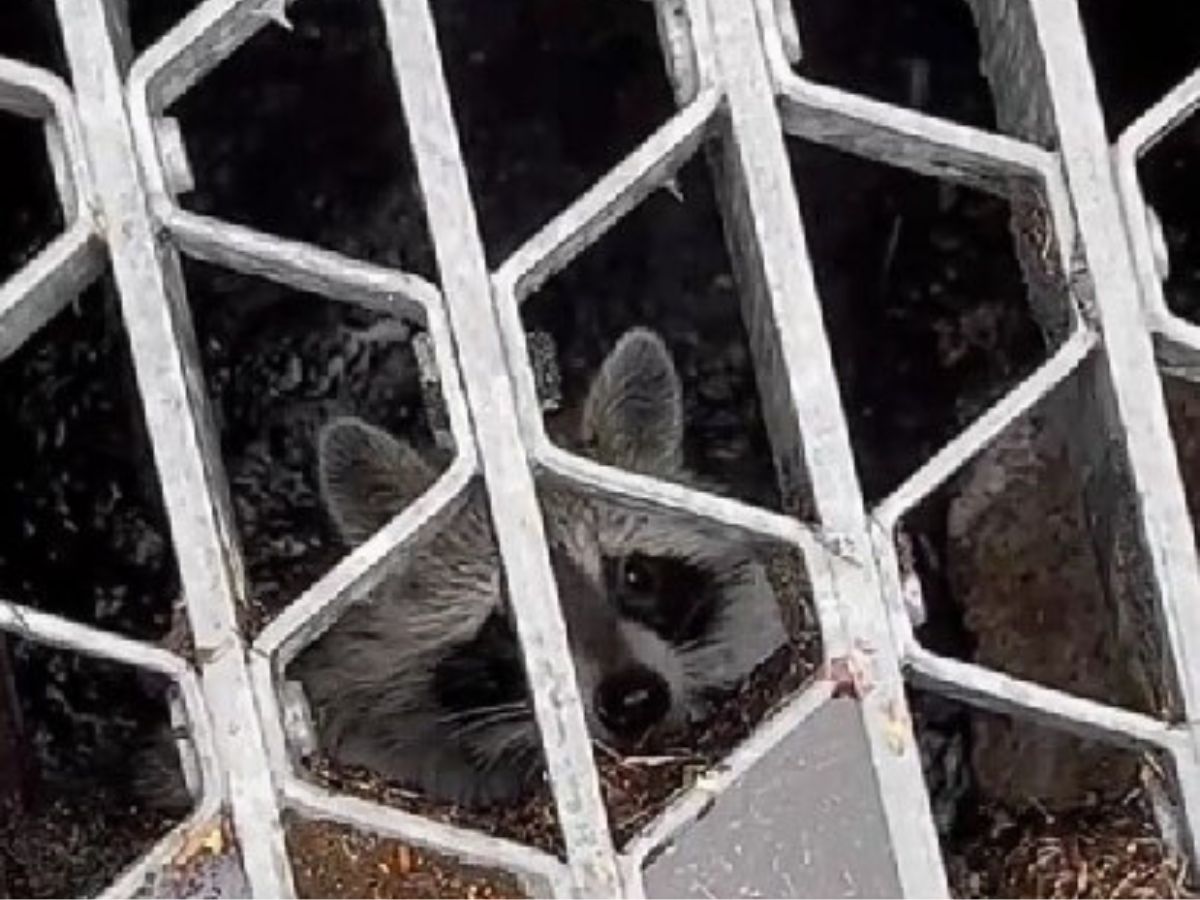 photo-of-racoon-behind-metal-fence photo of raccoon behind metal fence