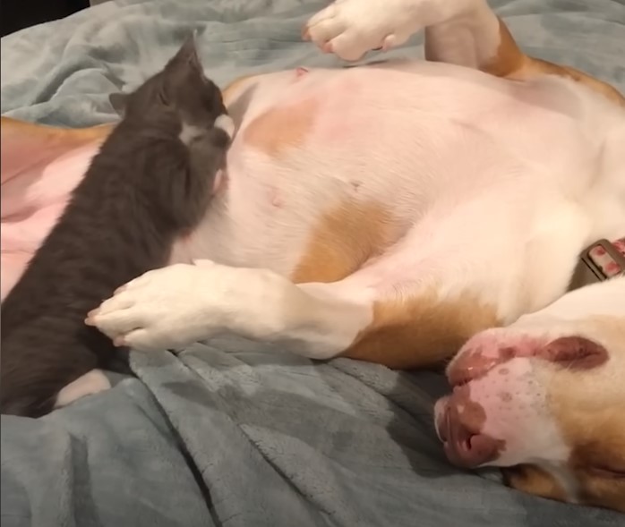 pitbull-lying-on-its-back pitbull lying on its back