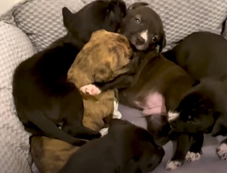 pitbull-puppies pitbull puppies