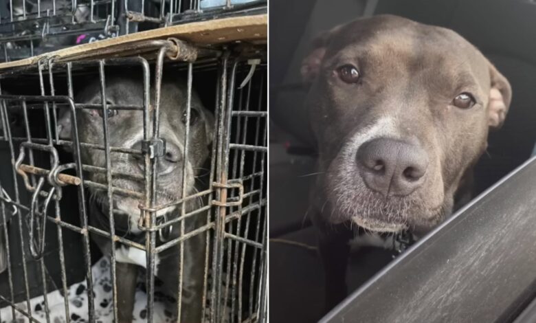 Sweet Shelter Dog Was Set To Be Euthanized Because She Barked At Another Dog