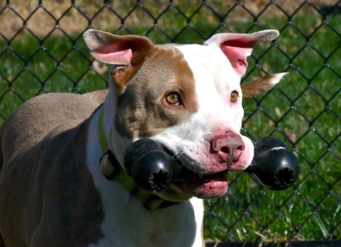 portrait-of-a-dog-holding-a-toy-bone-in-its-mouth portrait of a dog holding a toy bone in its mouth