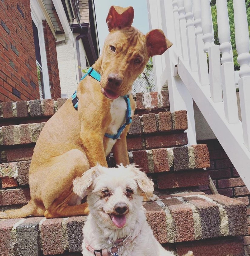portrait-of-two-dogs-posing-on-the-stairs portrait of two dogs posing on the stairs