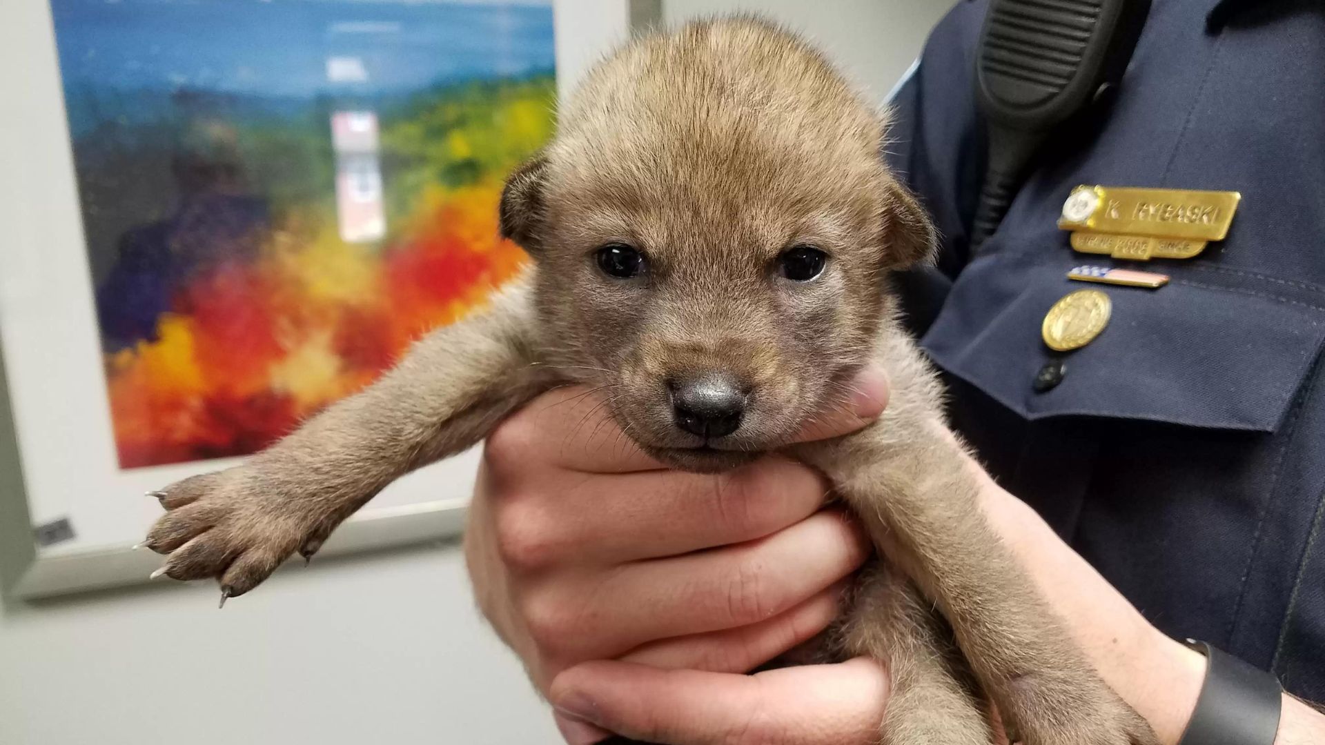 rescued-puppy-brought-into-the-police-station-turned-out-not-to-be-a-puppy-at-all Police Officers Shocked To Discover That The Saved Puppy Is Not A Puppy At All