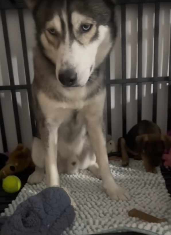 sad-husky-in-a-cage sad husky in a cage
