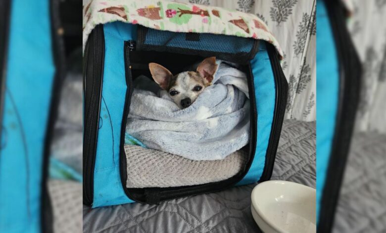 Senior Chihuahua Losing His Home Because Of A Jealous Dog Gets Adopted
