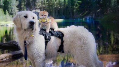 Service Dog Was Super Shy Until He Met His Kitten Sister