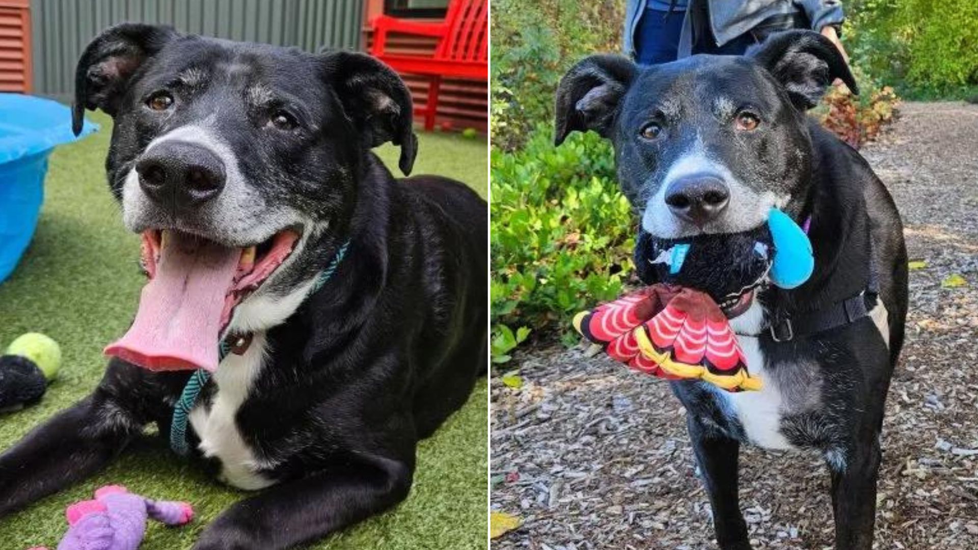 shelter-staff-is-heartbroken-when-an-owner-surrenders-his-pup-after-living-with-him-for-10-years Shelter Staff Is Heartbroken When An Owner Surrenders His Pup After Living With Him For 10 Years