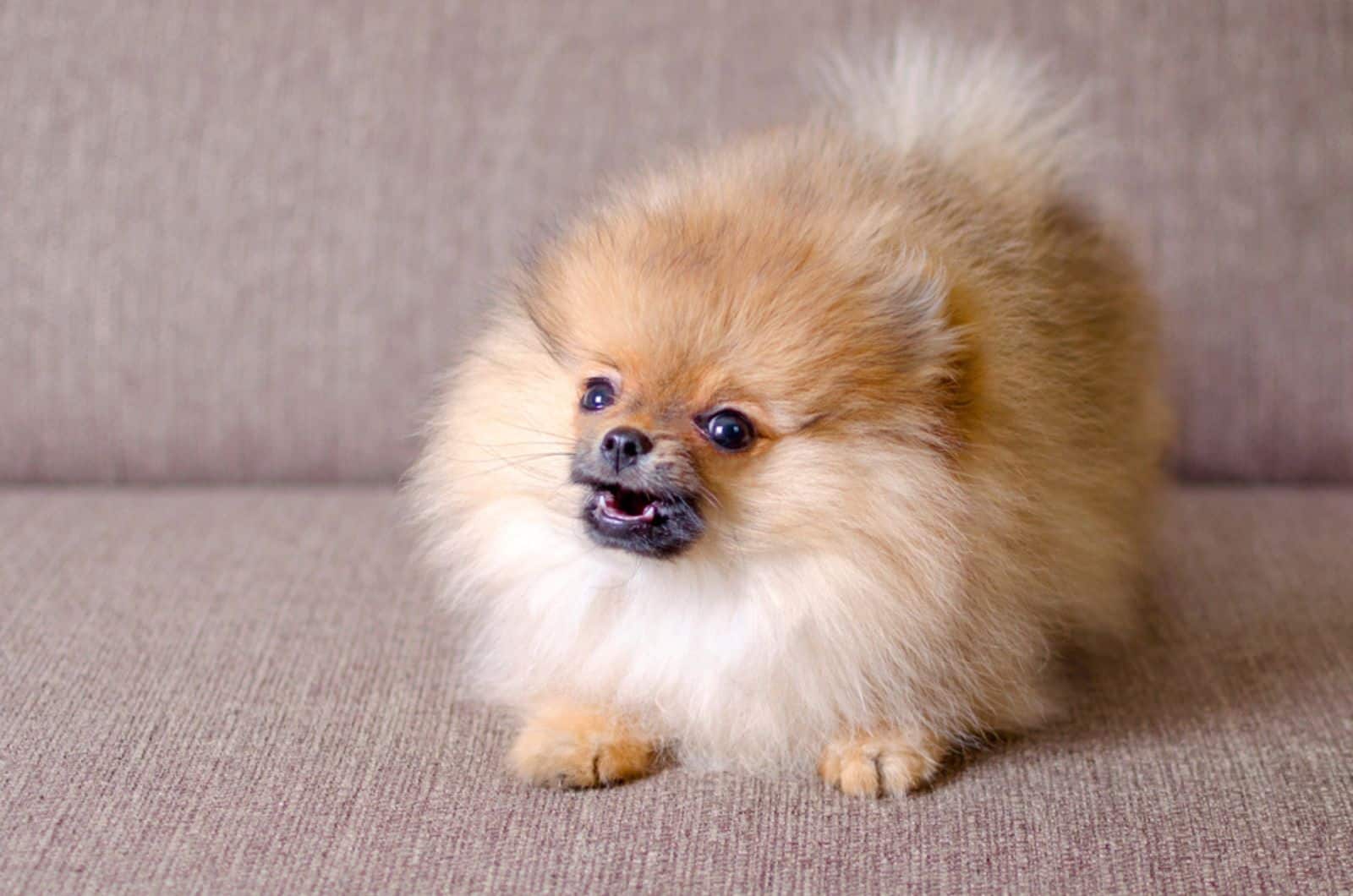 small-fluffy-dog small fluffy dog barking on the couch