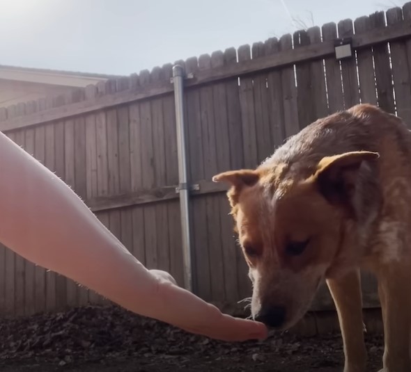 the-dog-in-the-garden-sniffs-the-owners-hand the dog in the garden sniffs the owner's hand
