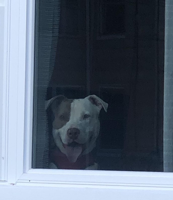the-dog-sits-by-the-window-and-looks-around-outside the dog sits by the window and looks around outside