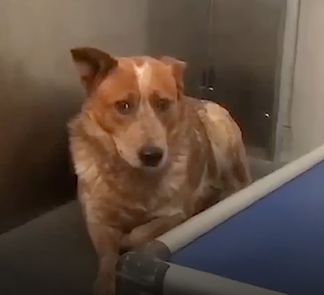 the-dog-walks-around-the-vets-office the dog walks around the vet's office
