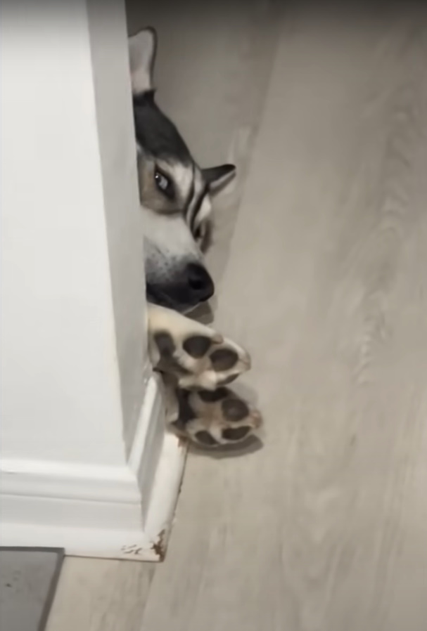 the-husky-hides-behind-the-wall the husky hides behind the wall