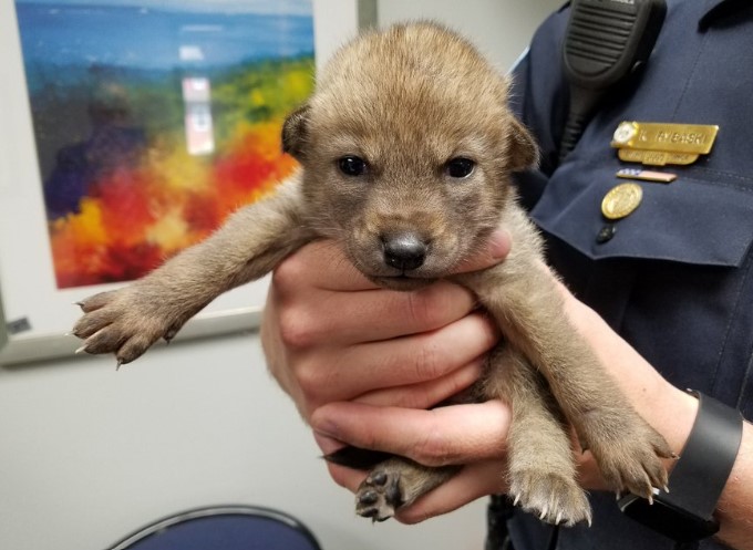 the-policeman-brought-a-puppy-to-the-police-station the policeman brought a puppy to the police station