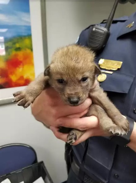 the-policeman-saved-the-puppy the policeman saved the puppy