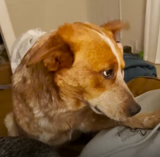 the-sick-dog-lies-on-the-bed-with-a-downcast-look the sick dog lies on the bed with a downcast look