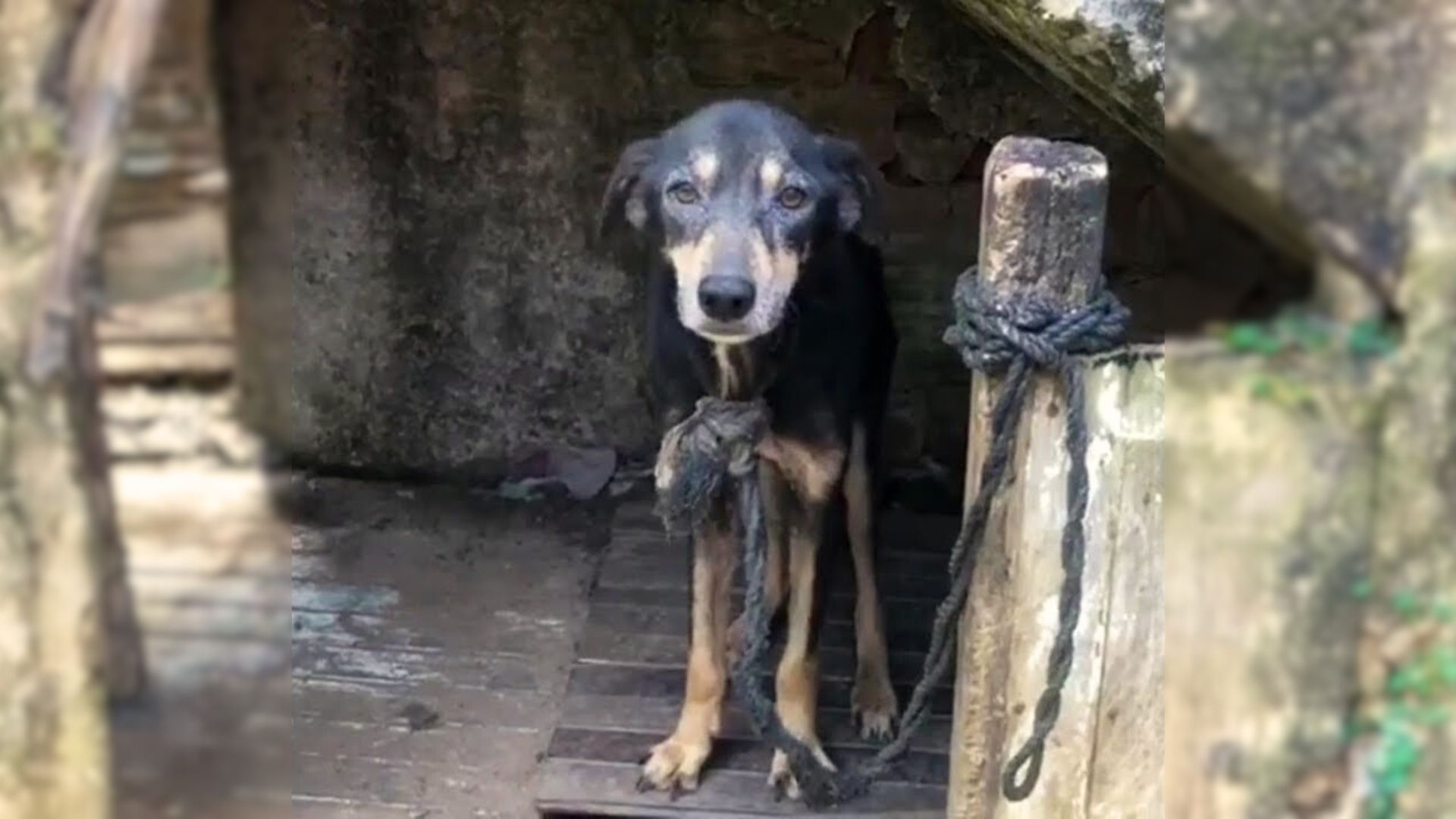 this-poor-dog-was-tied-to-a-chain-for-7-years-before-finally-being-rescued This Poor Dog Was Tied To A Chain For 7 Years Before Finally Being Rescued