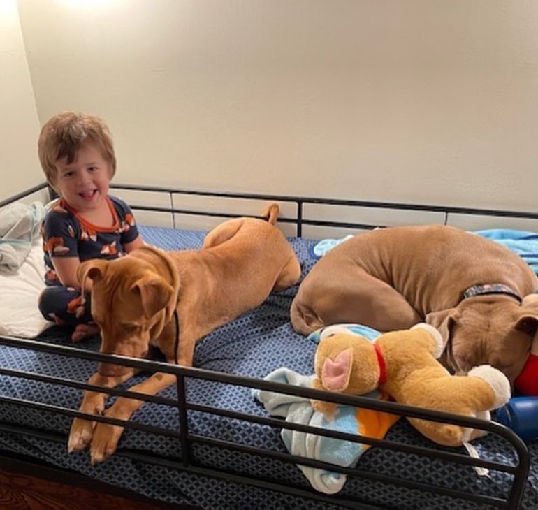 two-dogs-lie-on-the-bed-with-the-boy two dogs lie on the bed with the boy