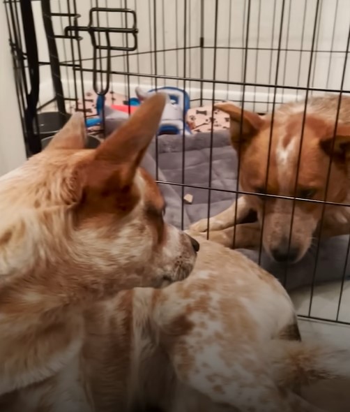 two-dogs-look-at-each-other-from-behind-the-cage two dogs look at each other from behind the cage