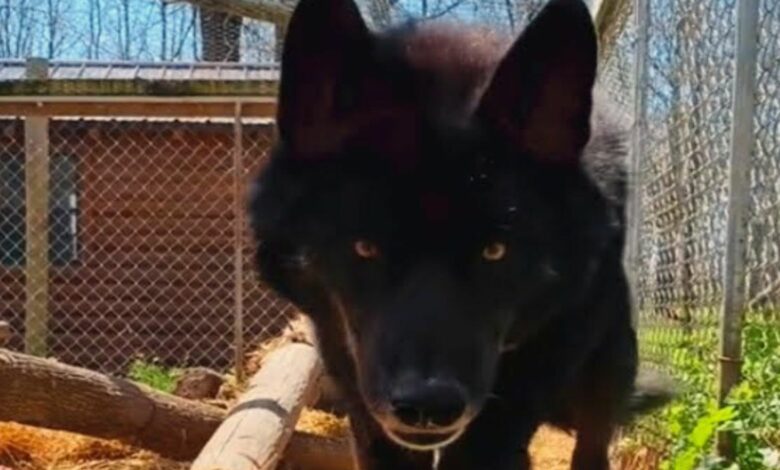 Wolf Dog Who Was Dragged Into The Enclosure Met A Human Who Changed His Personality Completely