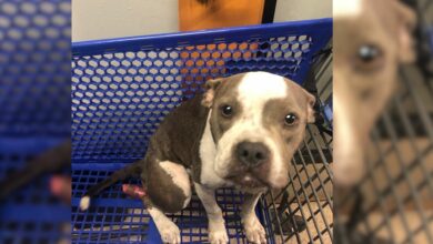 Pittie Abandoned In A Shopping Cart Hopes Someone Would Help Her