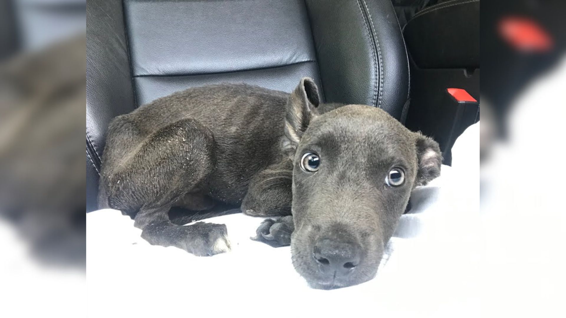 Rescuers Received A Call About A Starving Puppy Only To Be Shocked By