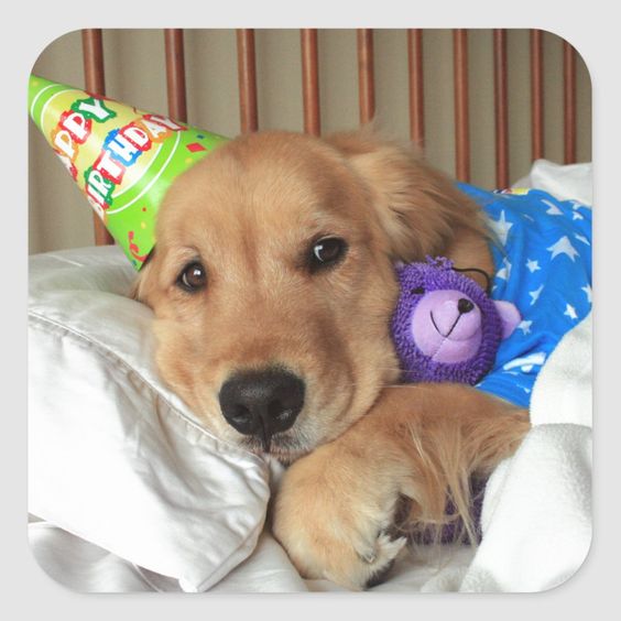 dog birthday