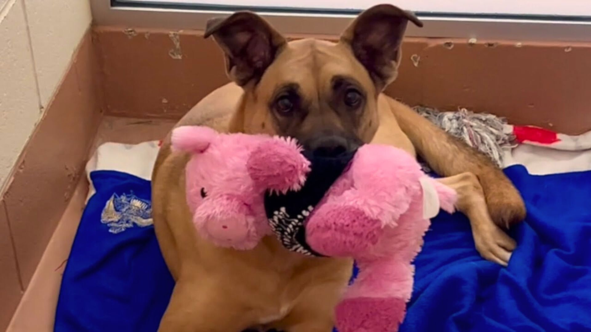 a-beautiful-mama-dog-has-spent-three-years-inside-the-shelter-because-nobody-wants-to-take-her-home Overlooked Shelter Dog Spends 3 Years Waiting For A Home To Call Her Own
