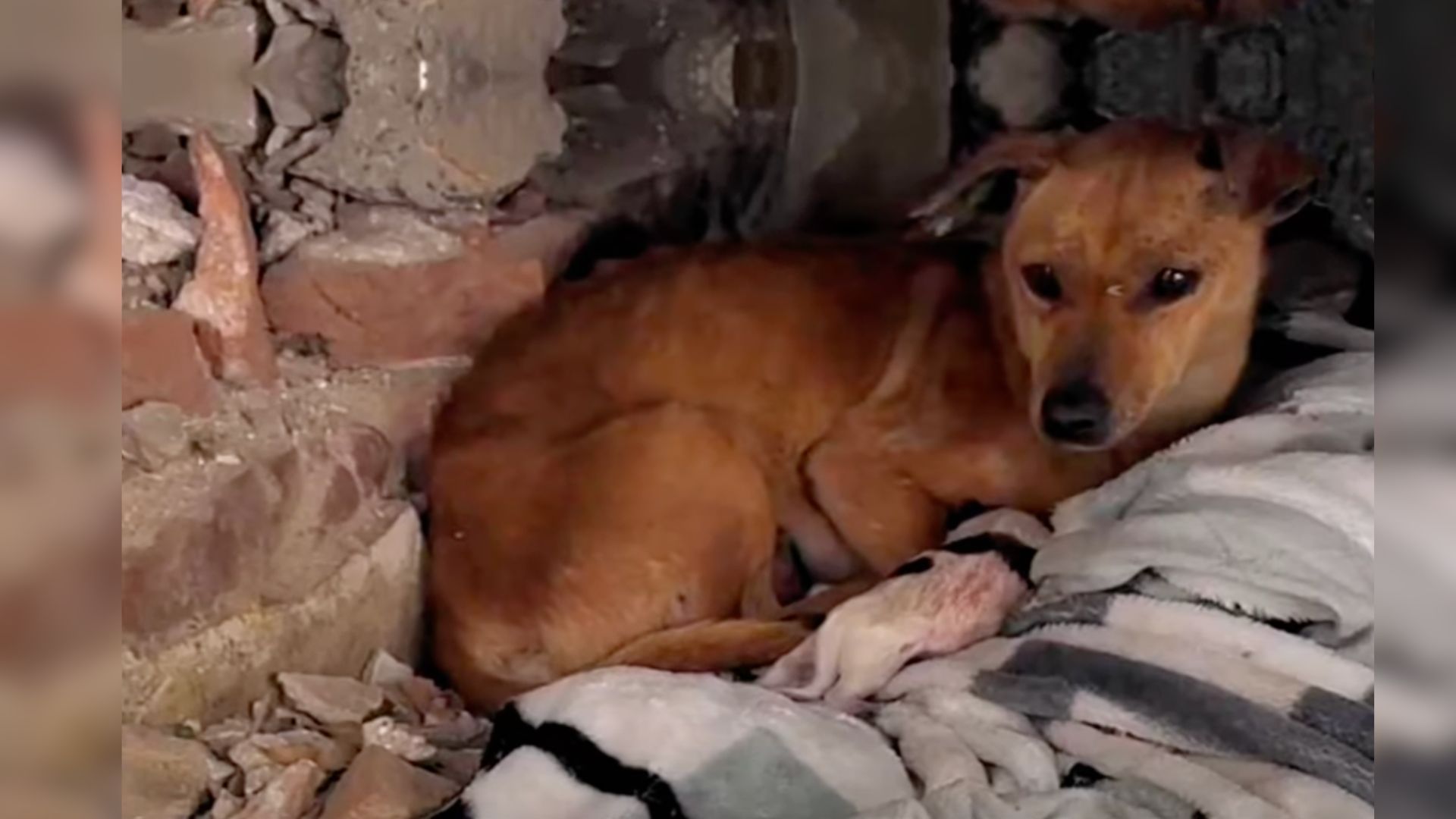 a-desperate-mama-dog-is-begging-strangers-to-save-her-baby-from-the-freezing-weather A Desperate Mama Dog Is Begging Strangers To Save Her Baby From The Freezing Weather