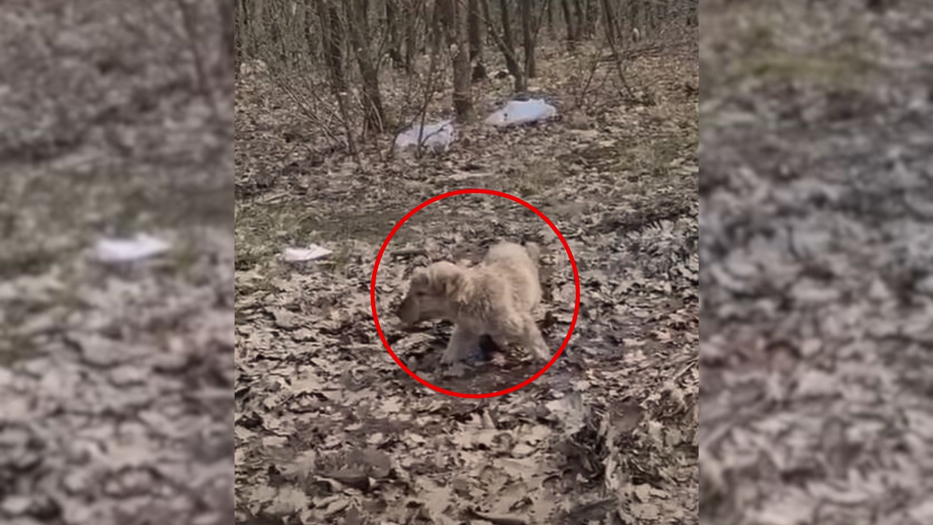 a-lost-puppy-who-was-wandering-the-forest-and-eating-leaves-in-order-to-survive-gets-rescued This Puppy Was Eating Leaves In The Forest To Survive Until Someone Came To Rescue Him