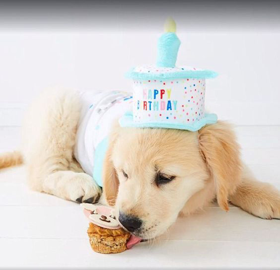 dog birthday