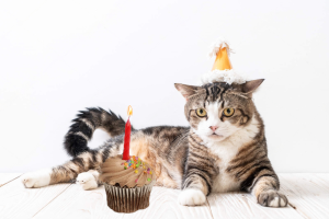 cat-birthday_3-300x200-1