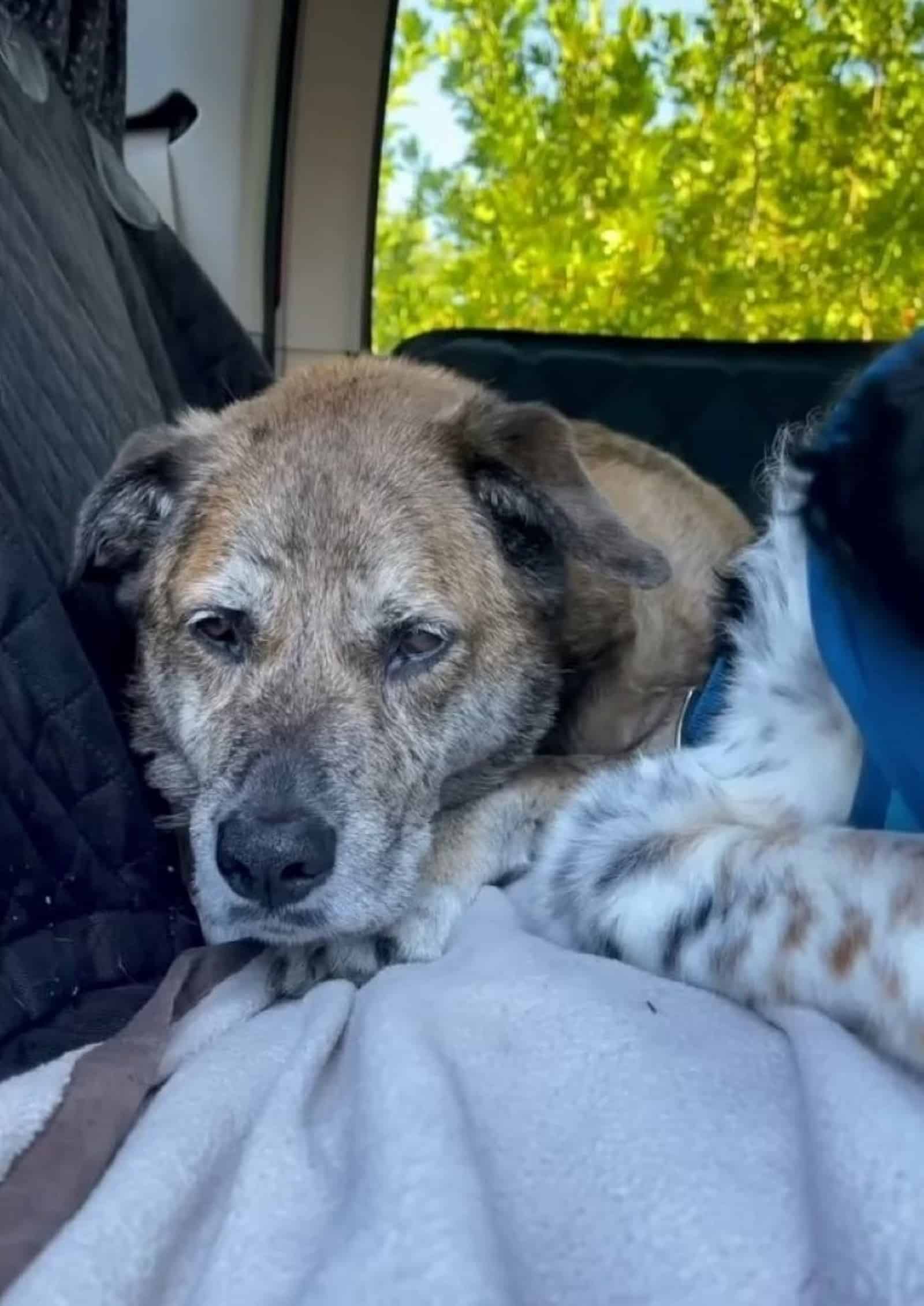 dog-looking-sad dog looking sad lying in the car
