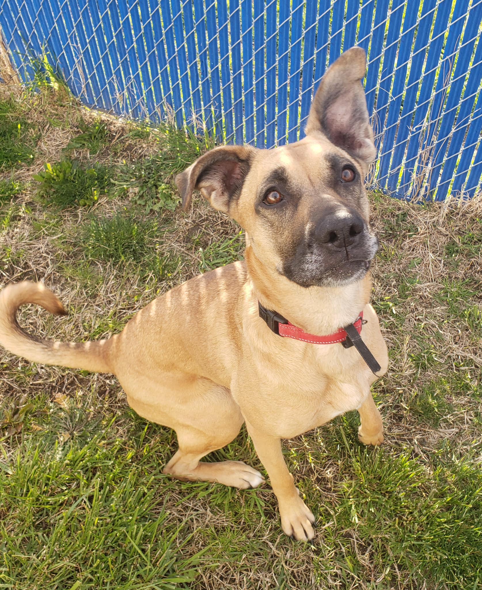 dog-outdoor-listening dog outdoor listening