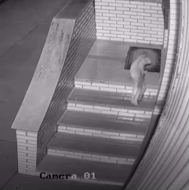 dog-spotted-on-camera dog spotted on camera