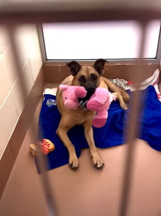dog-with-pink-toy-in-shelter dog with pink toy in shelter