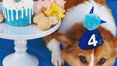 dog birthday