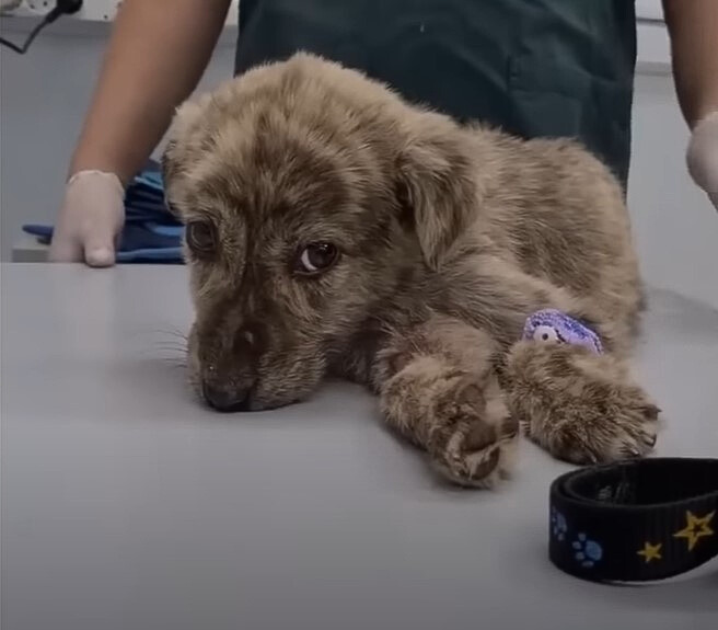 grey-puppy-and-vet grey puppy and vet