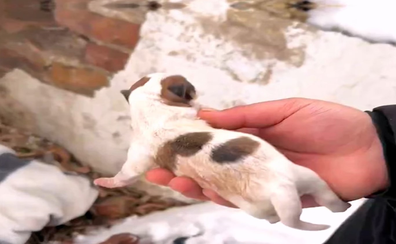 guy-holding-puppy-in-his-hand guy holding puppy in his hand