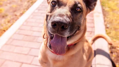 happy-dog-outdoors-sitting