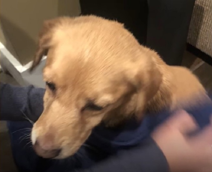 injured-stray-puppy injured stray puppy