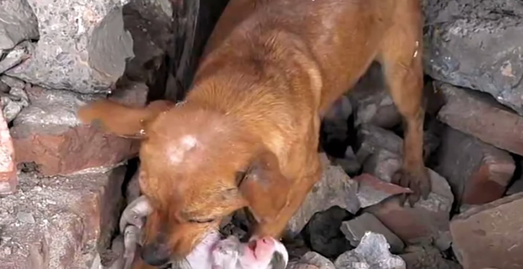 mama-dog-holding-puppy-in-its-mouth mama dog holding puppy in its mouth