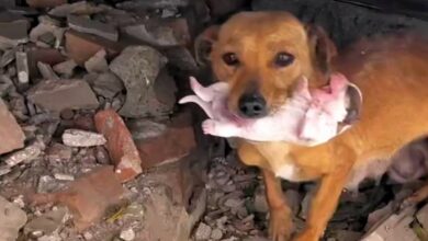 mother dog and its newborn puppy