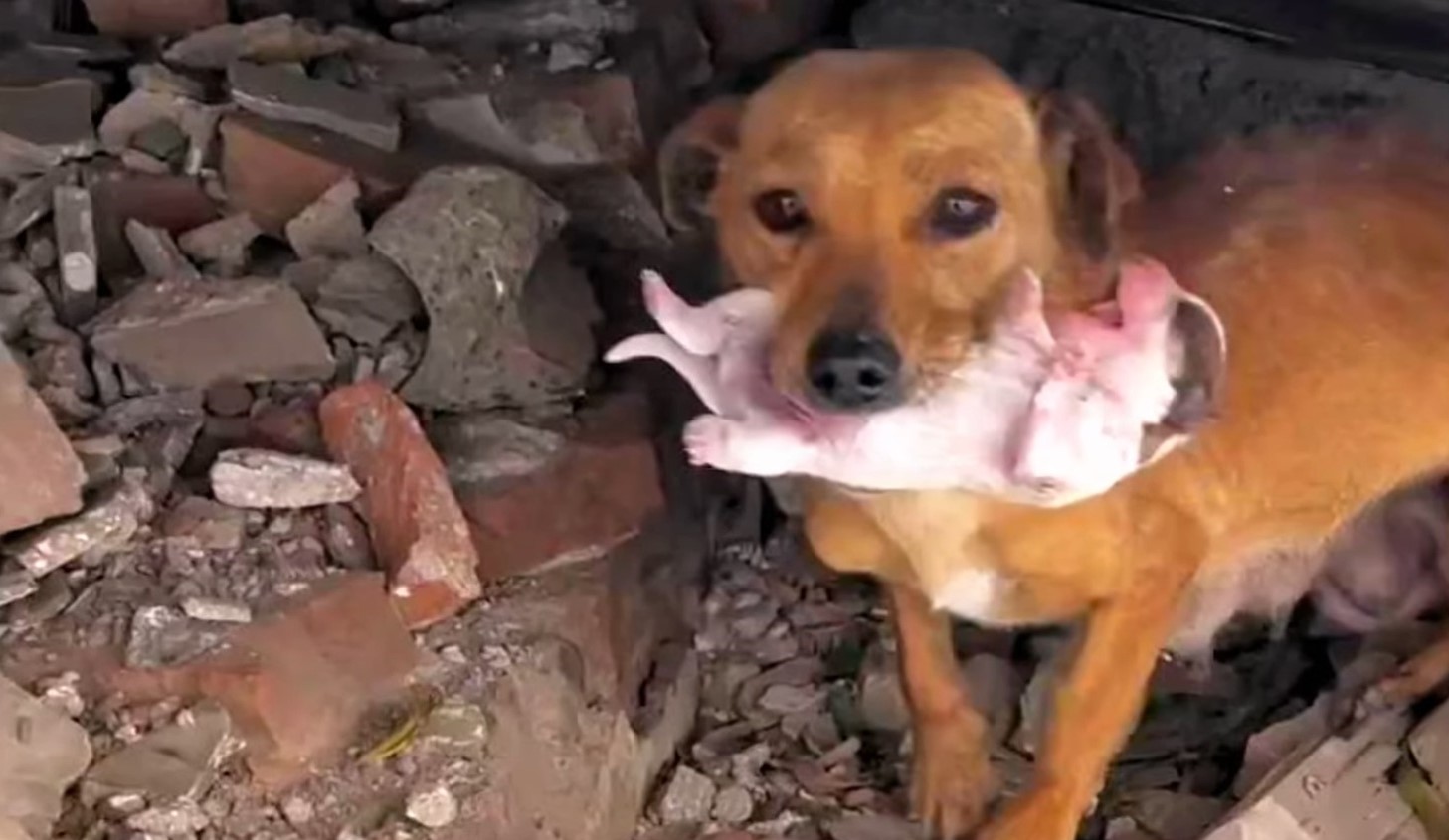 mother-dog-and-its-newborn-puppy mother dog and its newborn puppy