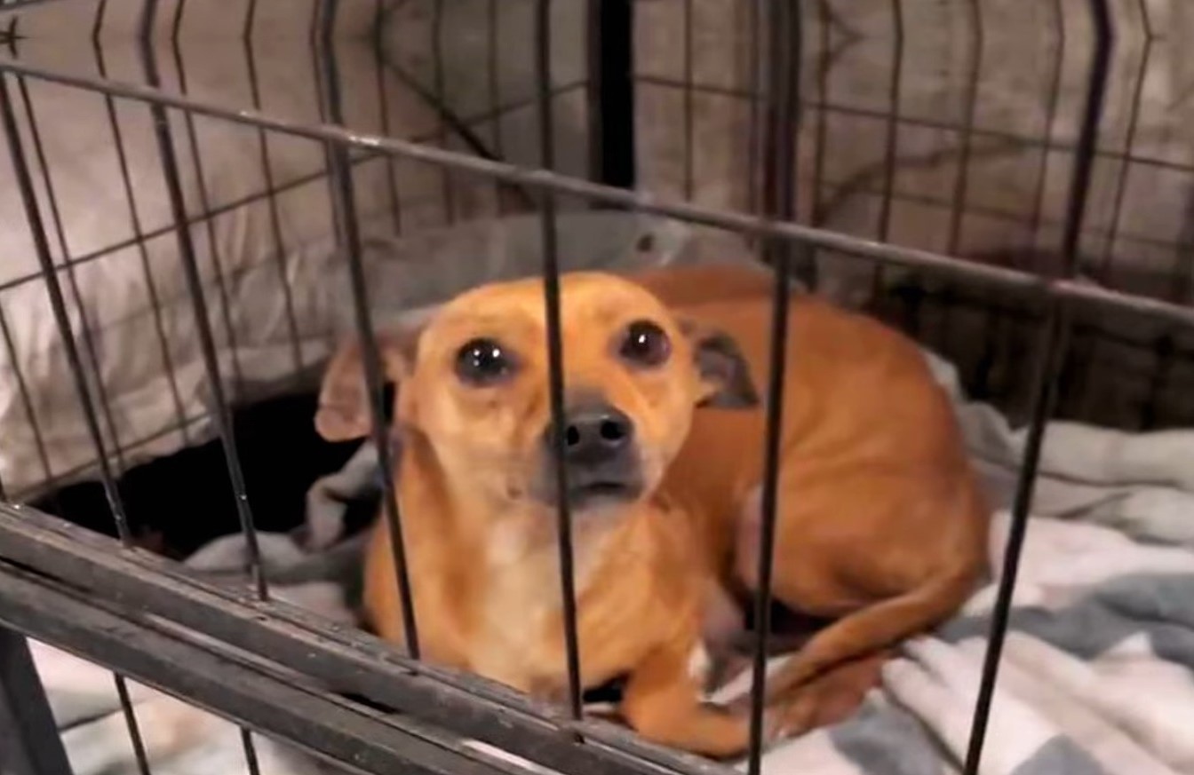 mother-dog-in-cage-1 mother dog in cage