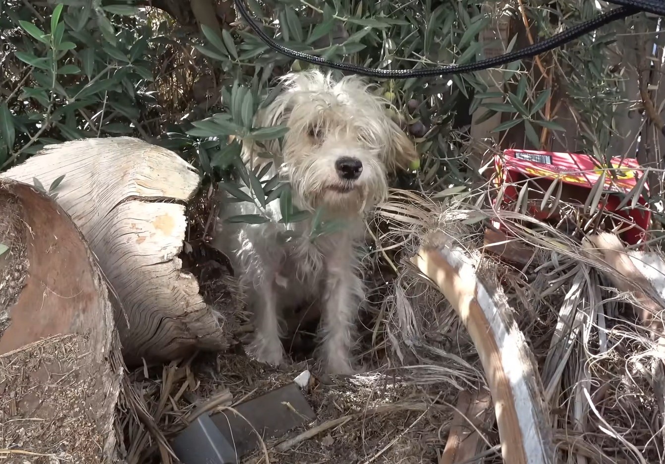 mother-dog-in-the-bushes mother dog in the bushes