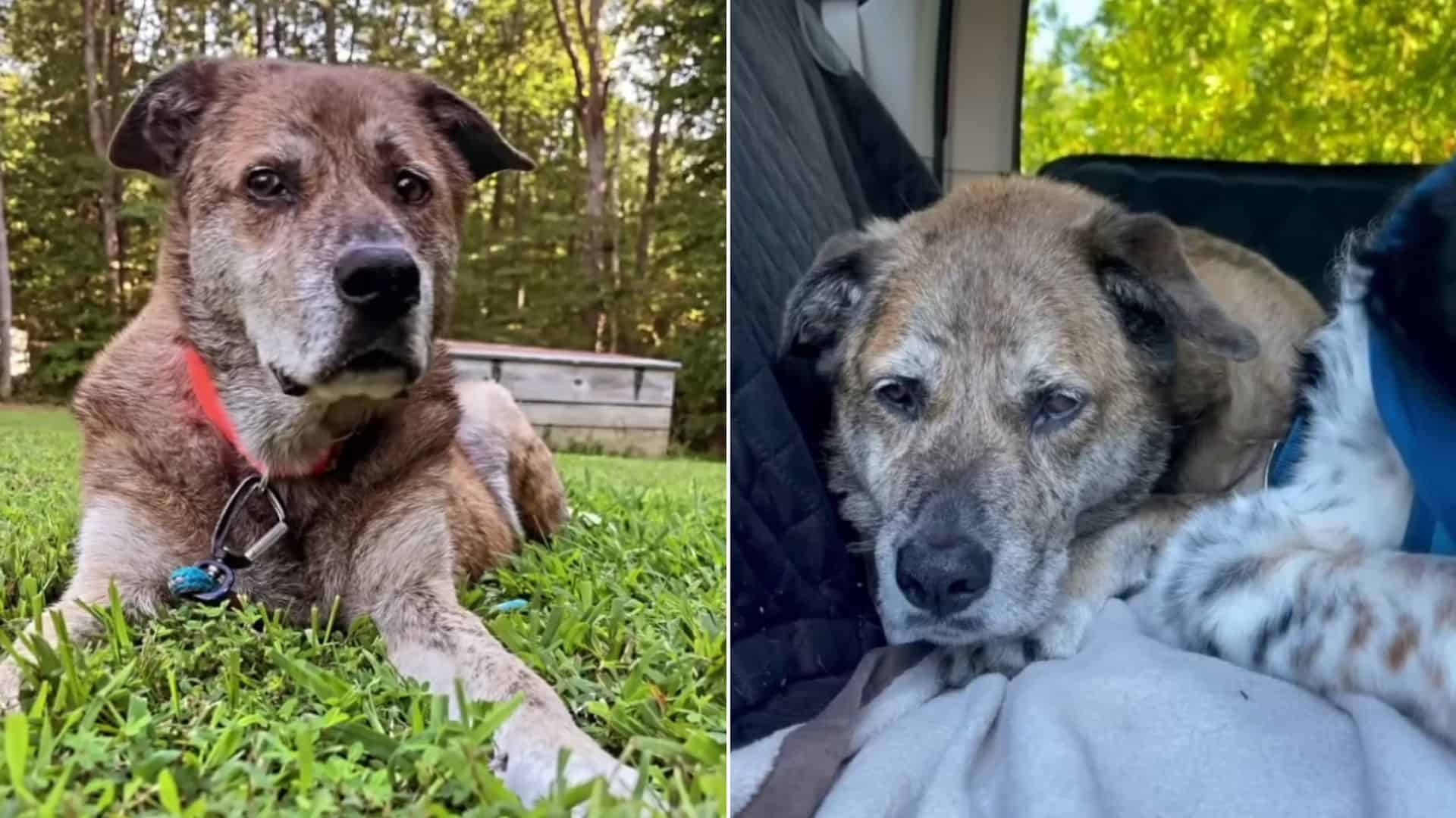 no-one-wanted-to-give-this-rescue-dog-a-chance-because-he-looked-sad Dog Who Was Avoided Because Of The Way He Looked Finally Finds Somebody Who Truly Sees Him