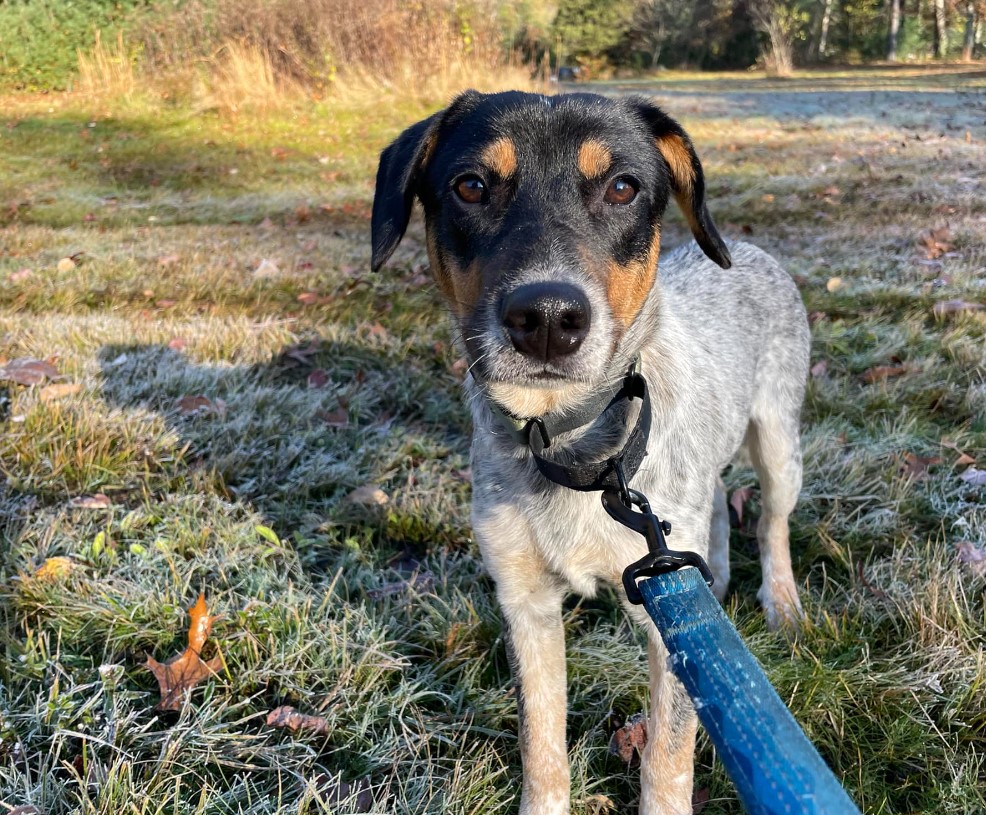 portrait-of-a-dog-in-a-field-with-a-blue-leash portrait of a dog in a field with a blue leash