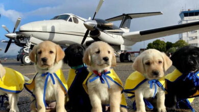 Volunteer Pilots Fly Puppies Who Will Become Assistance Dogs to Their Training Destinations