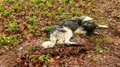 Rescuers Discover A Dog Lying On The Frozen Ground Moments Before The Inevitable Happens