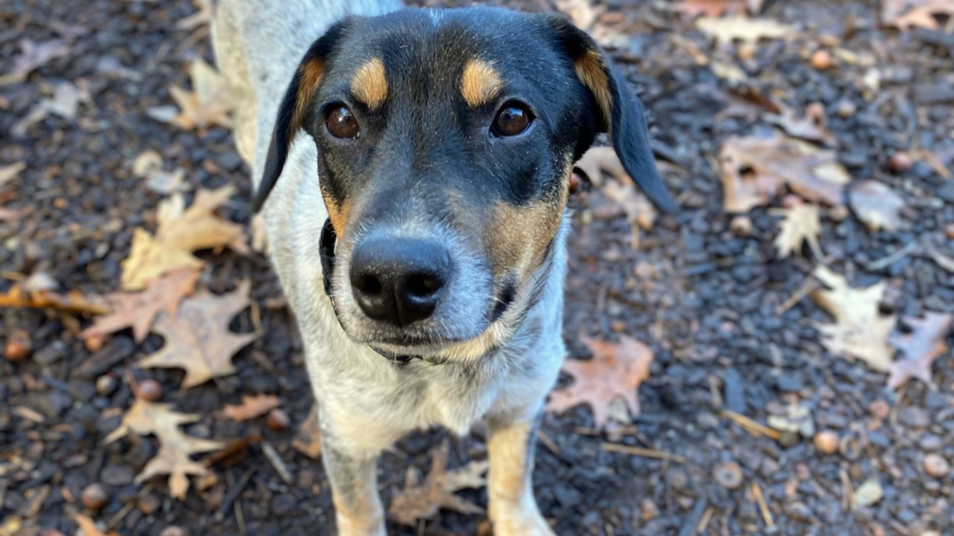 shelter-dog-thought-he-had-found-a-home-but-he-was-returned-less-than-72-hours-after Shelter Dog Returned 72 Hours After Being Adopted Because He Was ‘Too Much’